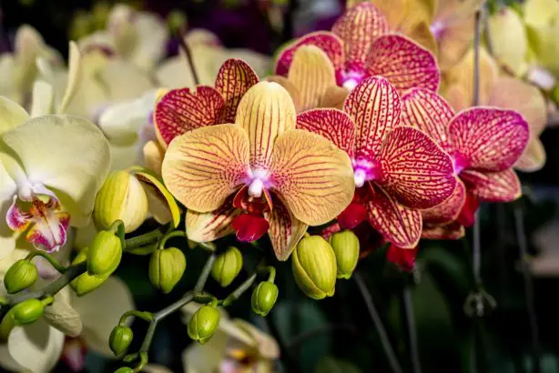 Orquídea: Este producto casero las hace florecer al día siguiente