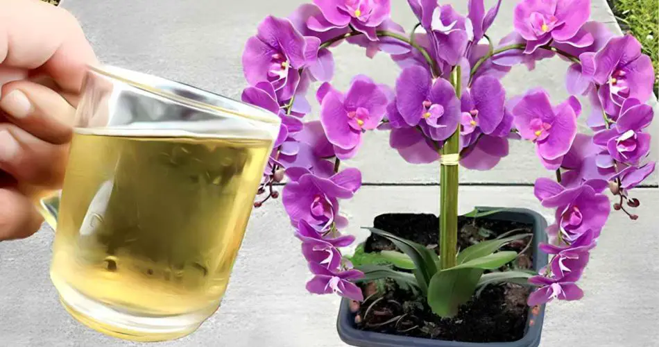 Orquídea, riégala con esto: te sorprenderás cuando lo pruebes