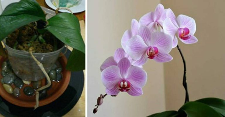 Orquídea, si la riegas así, será inmortal: este es el truco