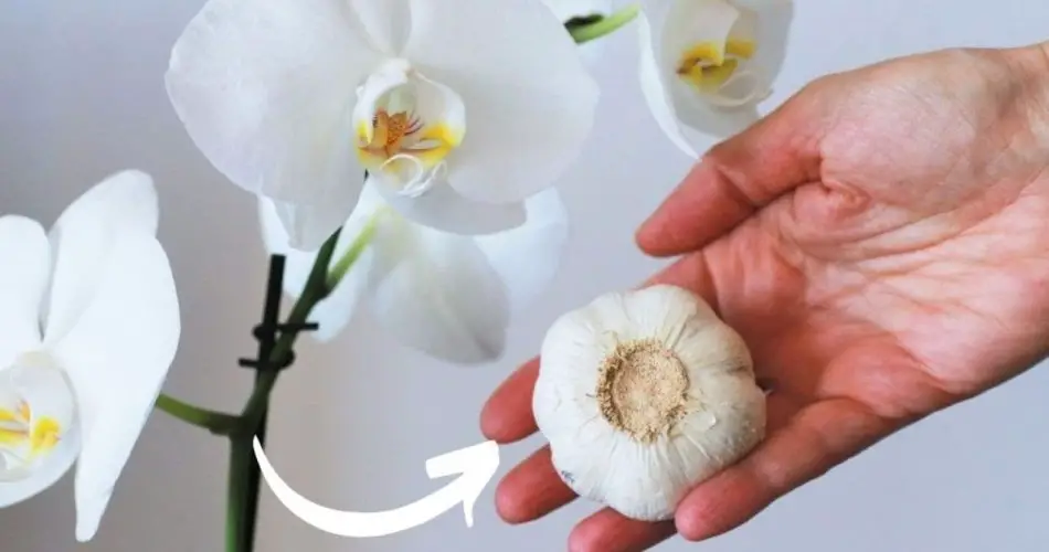 Orquídeas, abono gratis: nunca habían estado tan exuberantes