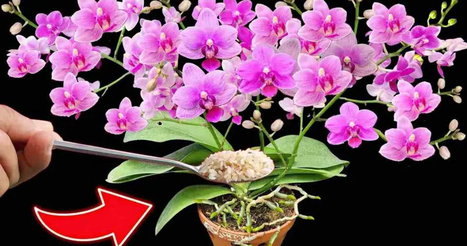 Orquídeas, cómo hacer florecer 100 flores al mismo tiempo: así nunca lo había visto