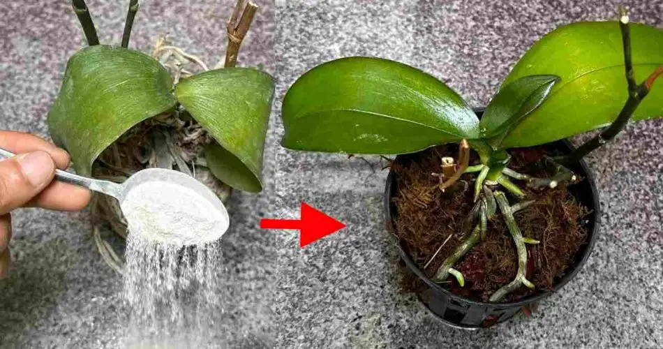 Parece casi imposible, pero es verdad: Haz revivir tus plantas muertas