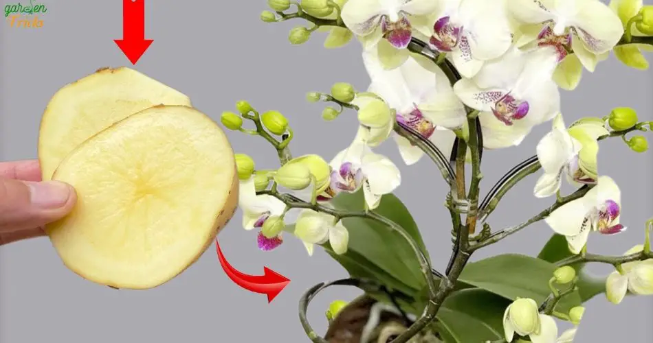 Poder de la papa: ¡El secreto para orquídeas florecientes todo el año!