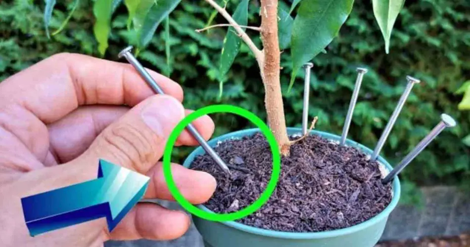 Porque todos dejan un clavo en sus plantas antes de irse de vacaciones
