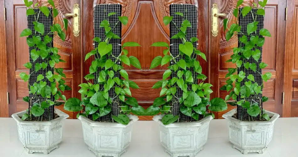 Purificación sencilla del aire interior: cómo cultivar plantas de Pothos para absorber gases tóxicos