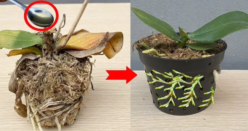 Remedio milagroso: ¡Reviva de inmediato orquídeas en descomposición!