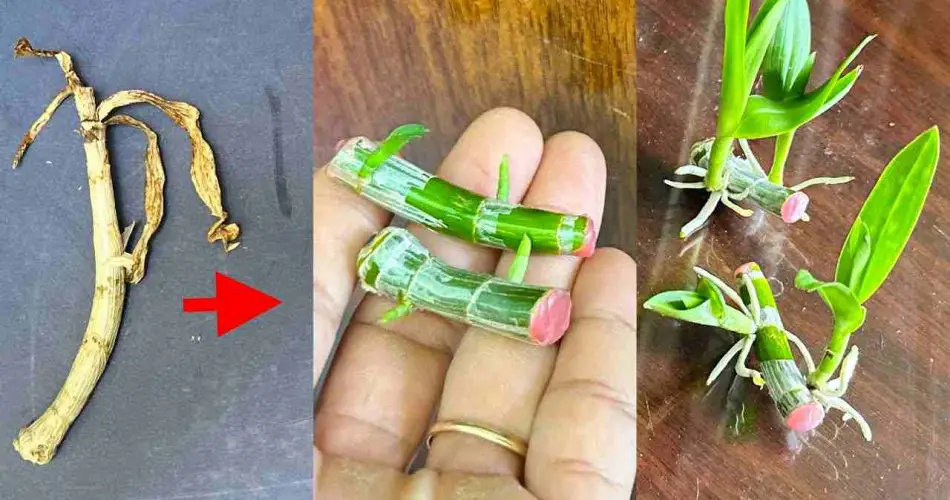 Si conoces este secreto, millones de orquídeas crecerán en tu jardín