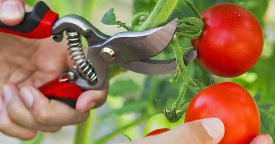 Si haces esto, producirás tomates en abundancia, incluso los vecinos querrán saber cómo