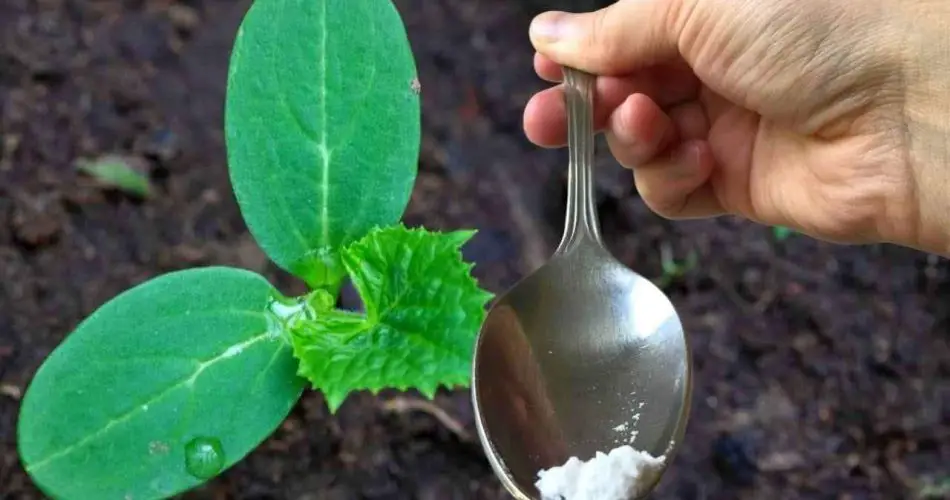 Solo una cucharada por cada pepino que tengas en el jardín y cosecharás el doble.