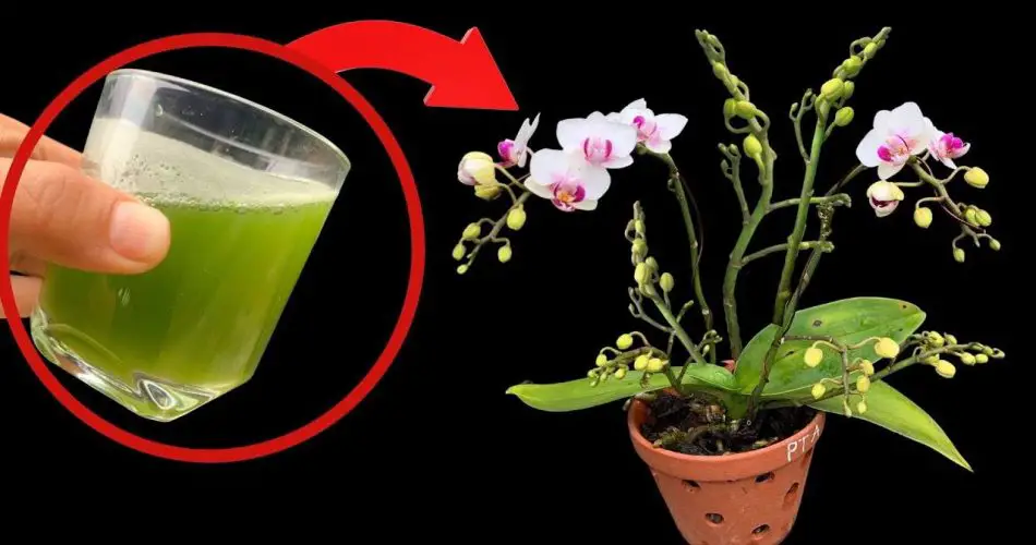Todo lo que necesitas es este vaso y la orquídea florecerá ininterrumpidamente durante 4 estaciones.