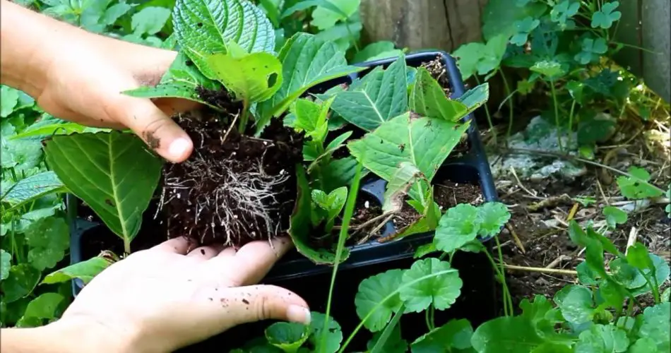 Triunfo en la Multiplicación de Hortensias: ¡Consigue un Éxito del 100 % con Esquejes!