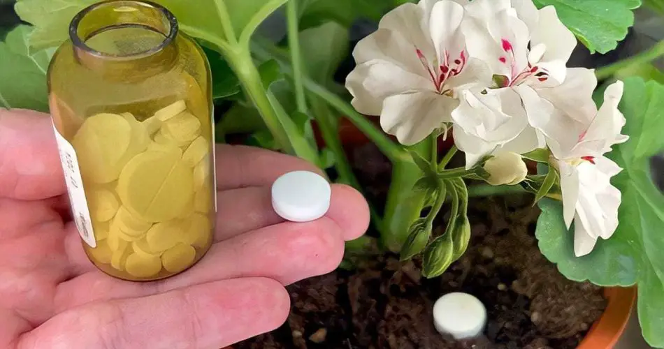 Una pastilla basta para hacer florecer cualquier flor en casa: despierta al instante