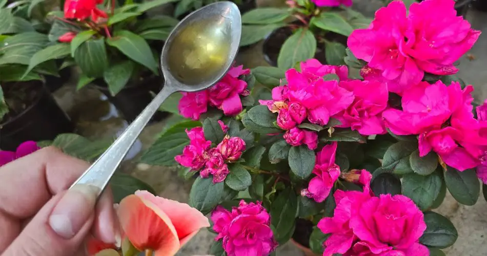 Verde Instantáneo transforma cualquier flor o planta doméstica con solo una gota.