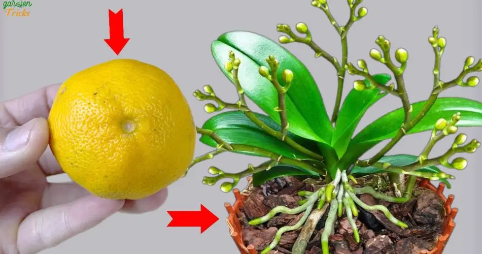 ¡Elimina flores de orquídeas vivas con solo una lima!