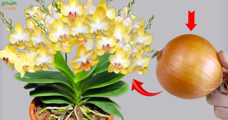 ¡Experimente el milagro de una cebolla que favorece el crecimiento de las orquídeas!