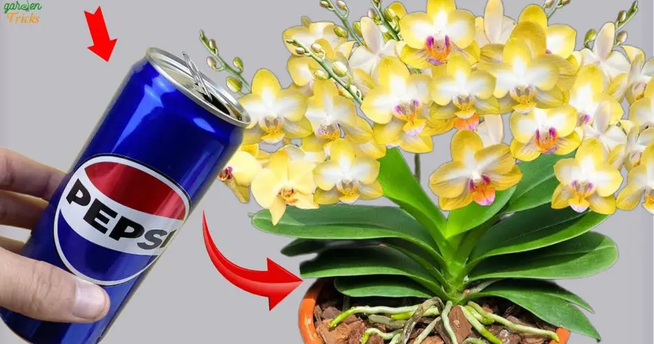 ¡Transforma tus orquídeas con este increíble truco de agua!