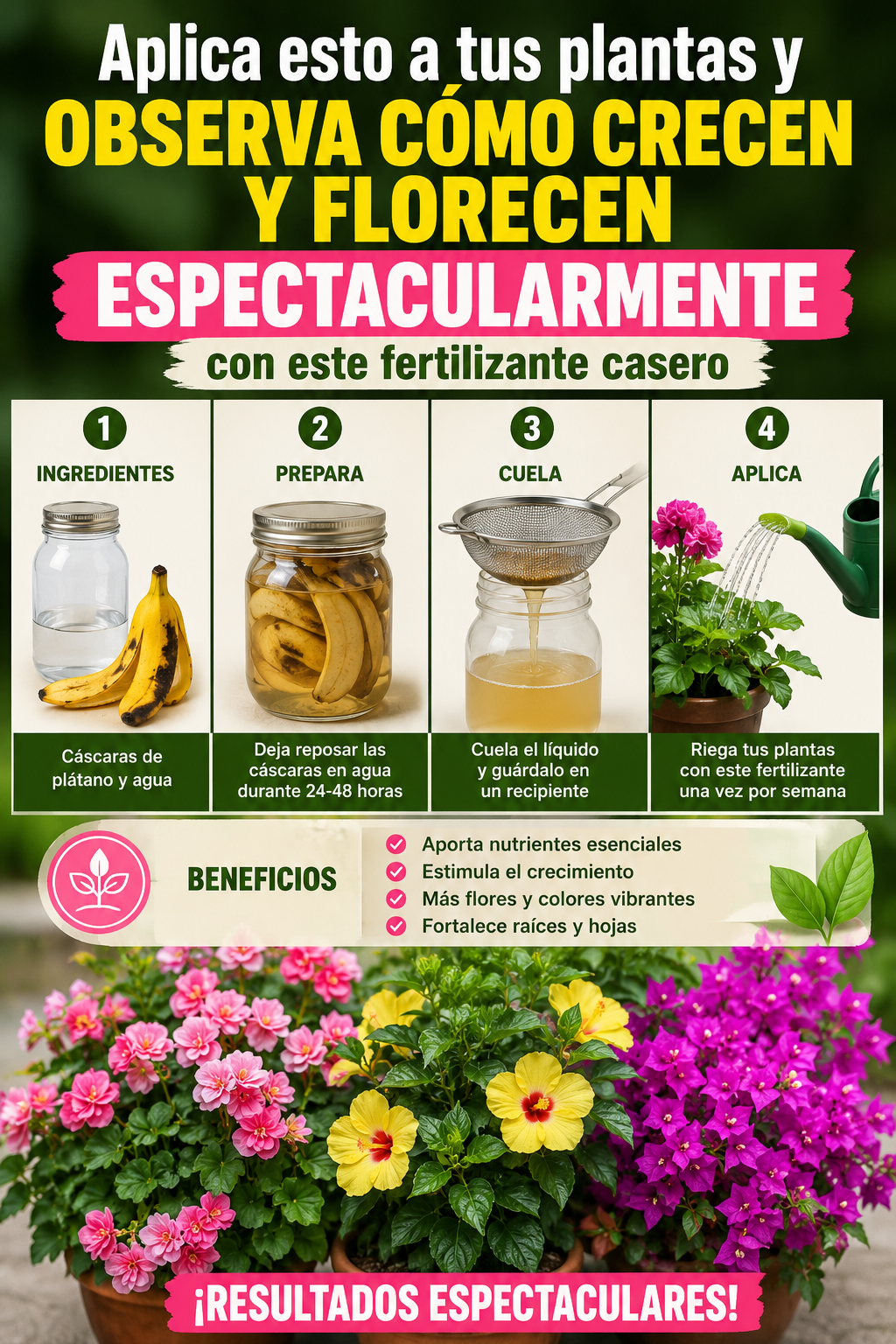 Aplica esto a tus plantas y observa cómo crecen y florecen espectacularmente con este fertilizante casero