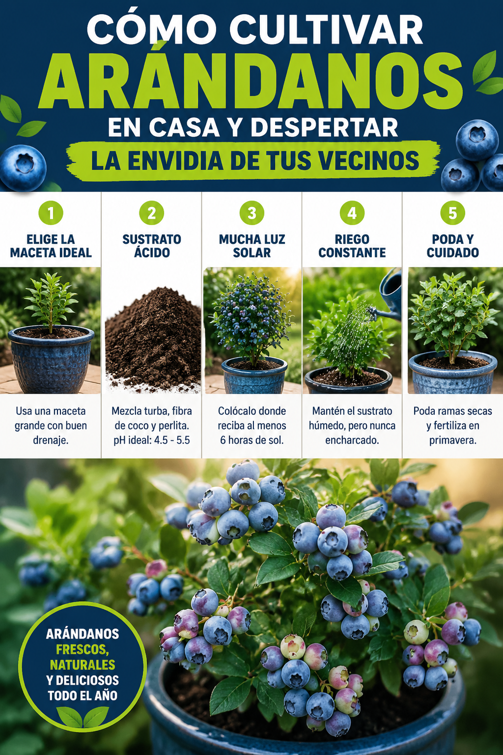Cómo cultivar arándanos en casa y despertar la envidia de tus vecinos