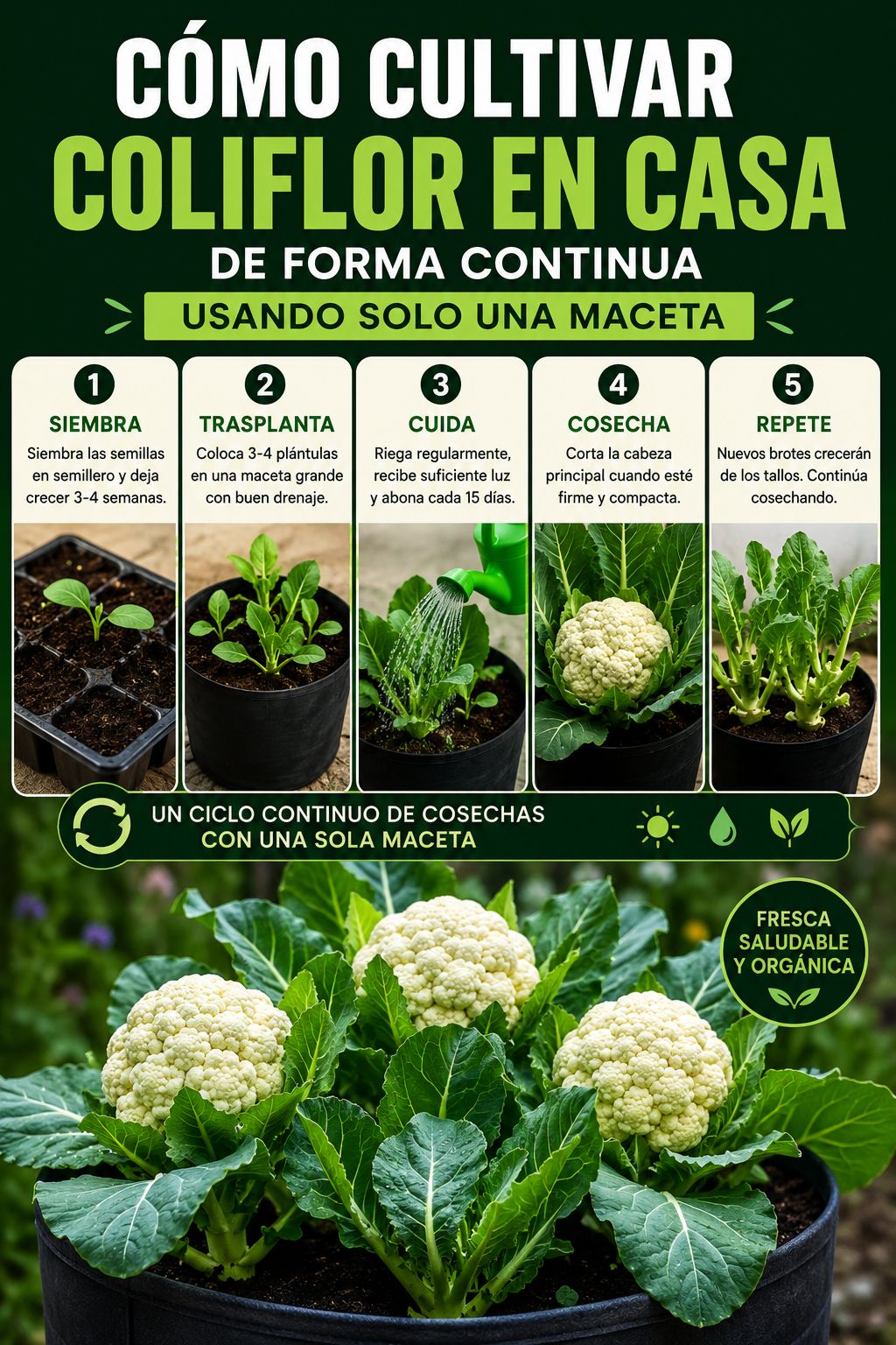 Cómo cultivar coliflor en casa de forma continua usando solo una maceta