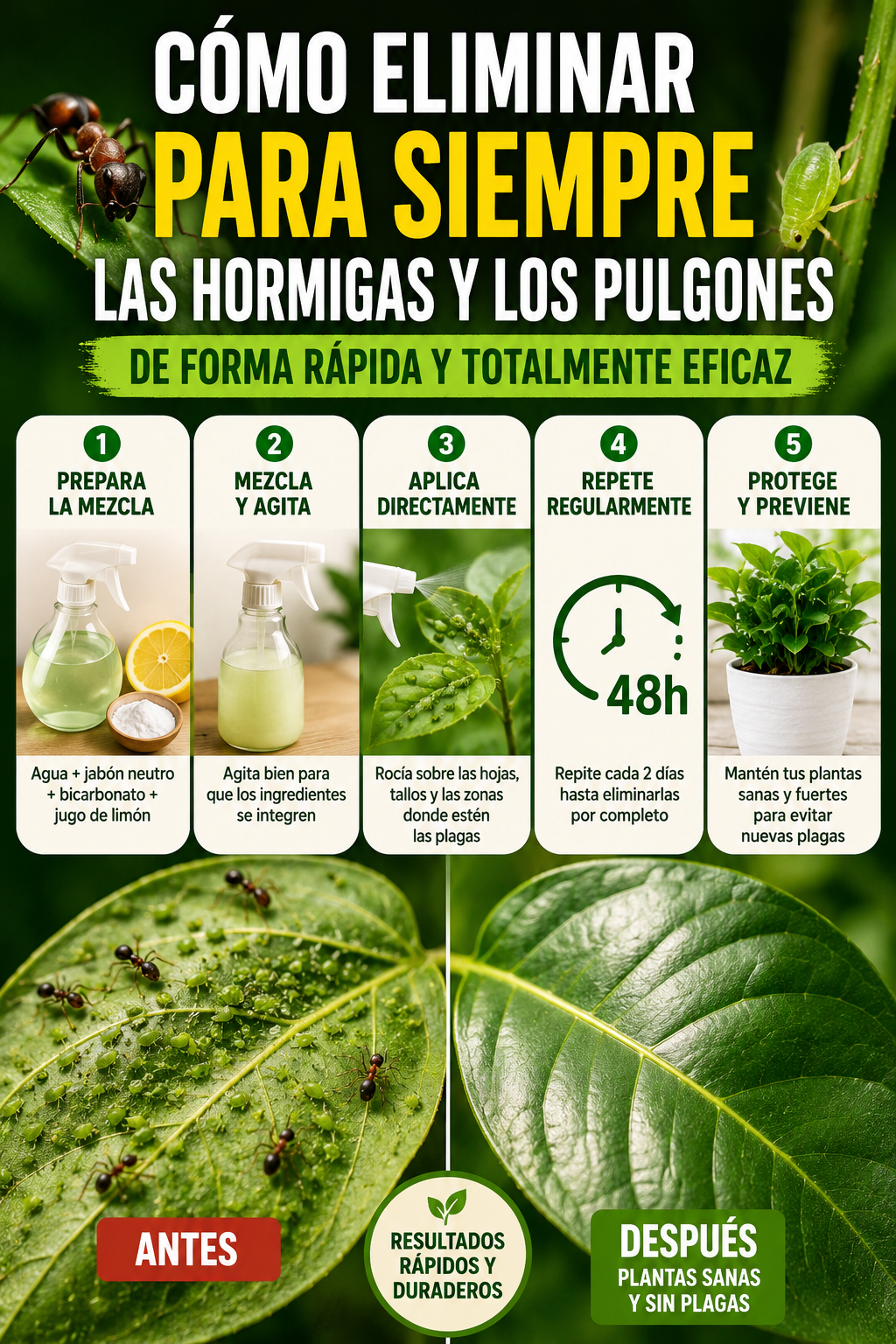 Cómo eliminar para siempre las hormigas y los pulgones de forma rápida y totalmente eficaz