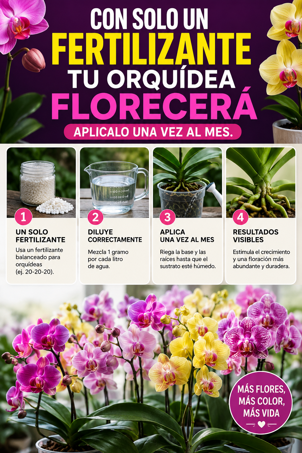 Con solo un fertilizante tu orquídea florecerá – aplícalo una vez al mes.