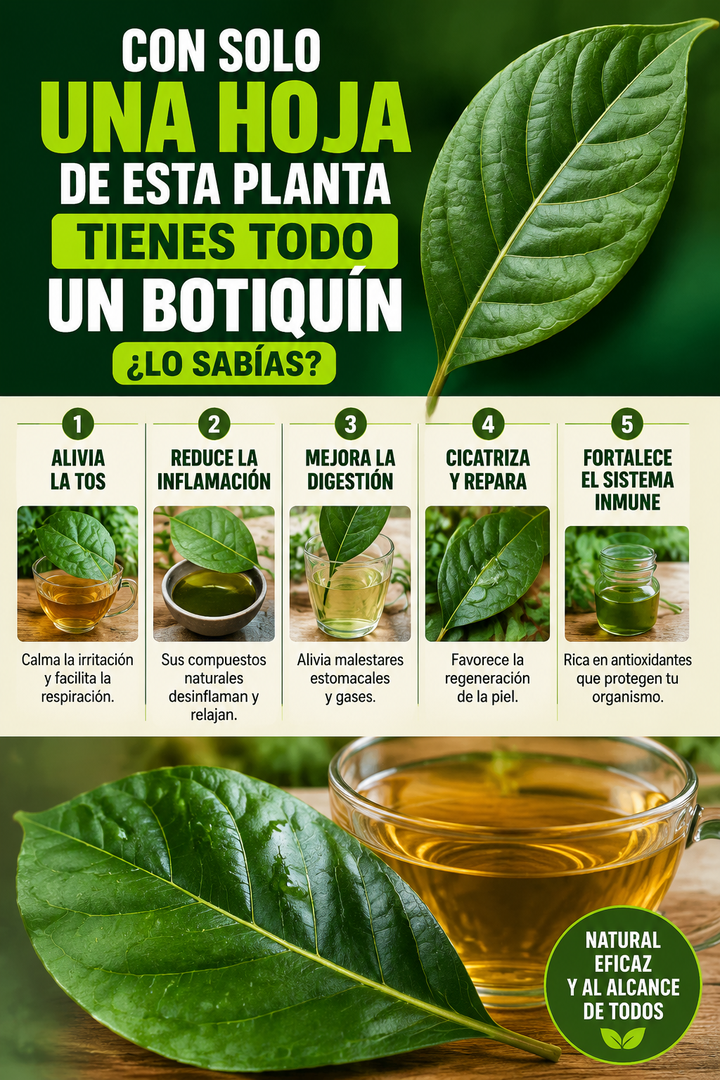 Con solo una hoja de esta planta tienes todo un botiquín (¿Lo sabías?)