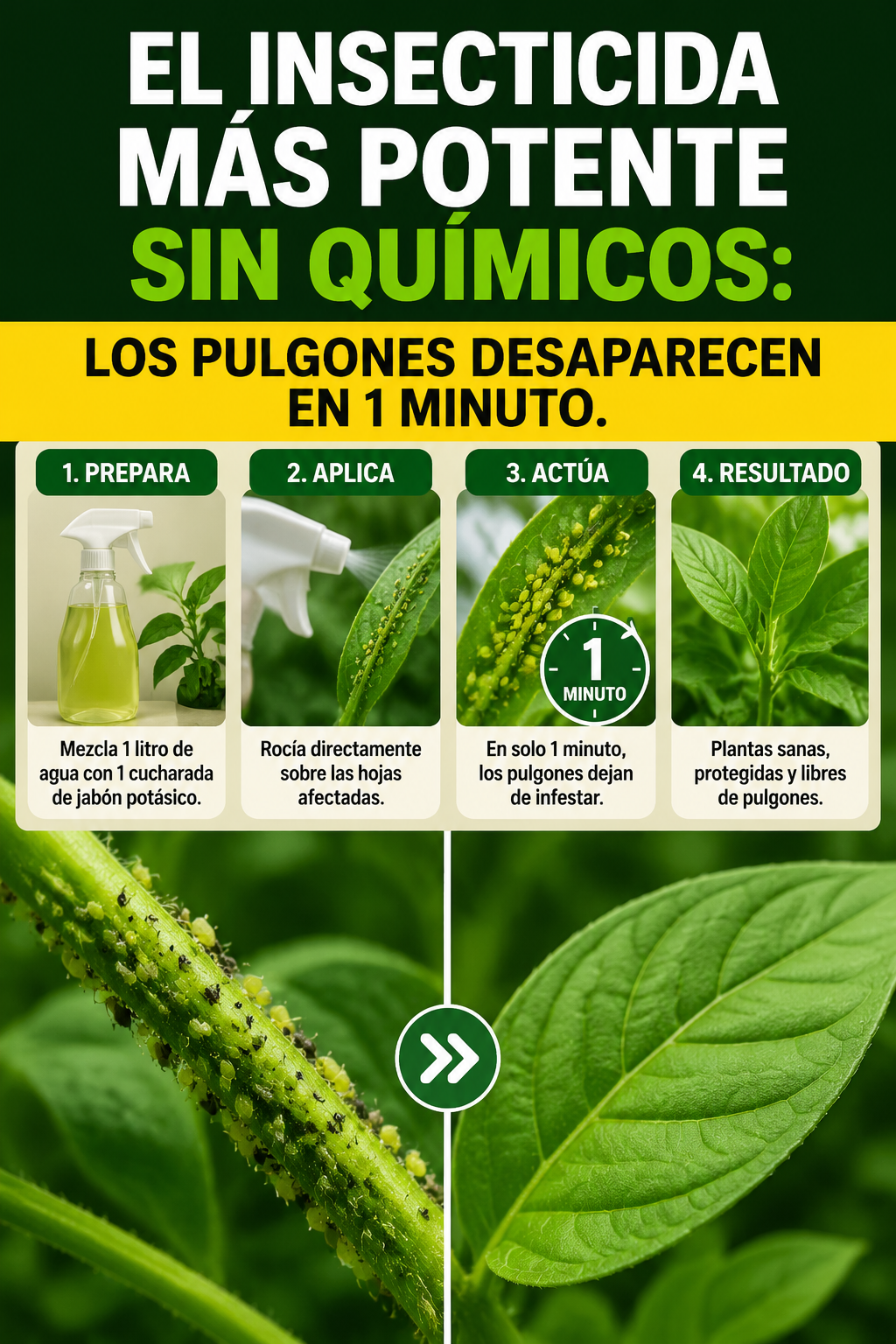 El insecticida más potente sin químicos: los pulgones desaparecen en 1 minuto