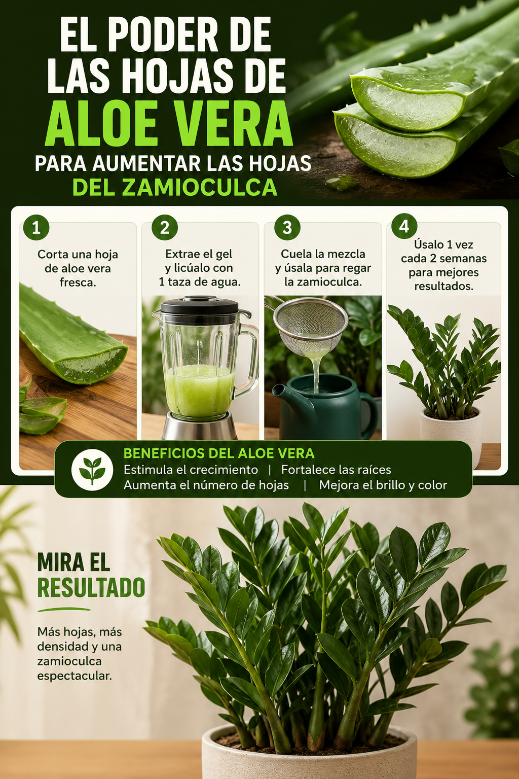 El poder de las hojas de aloe vera para aumentar las hojas del zamioculca (mira el resultado)