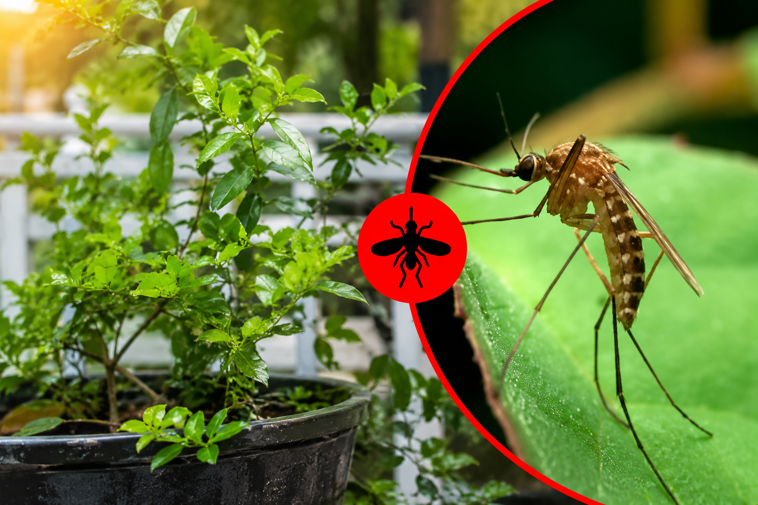 Esta planta aromática mantiene alejados a los mosquitos durante todo el verano