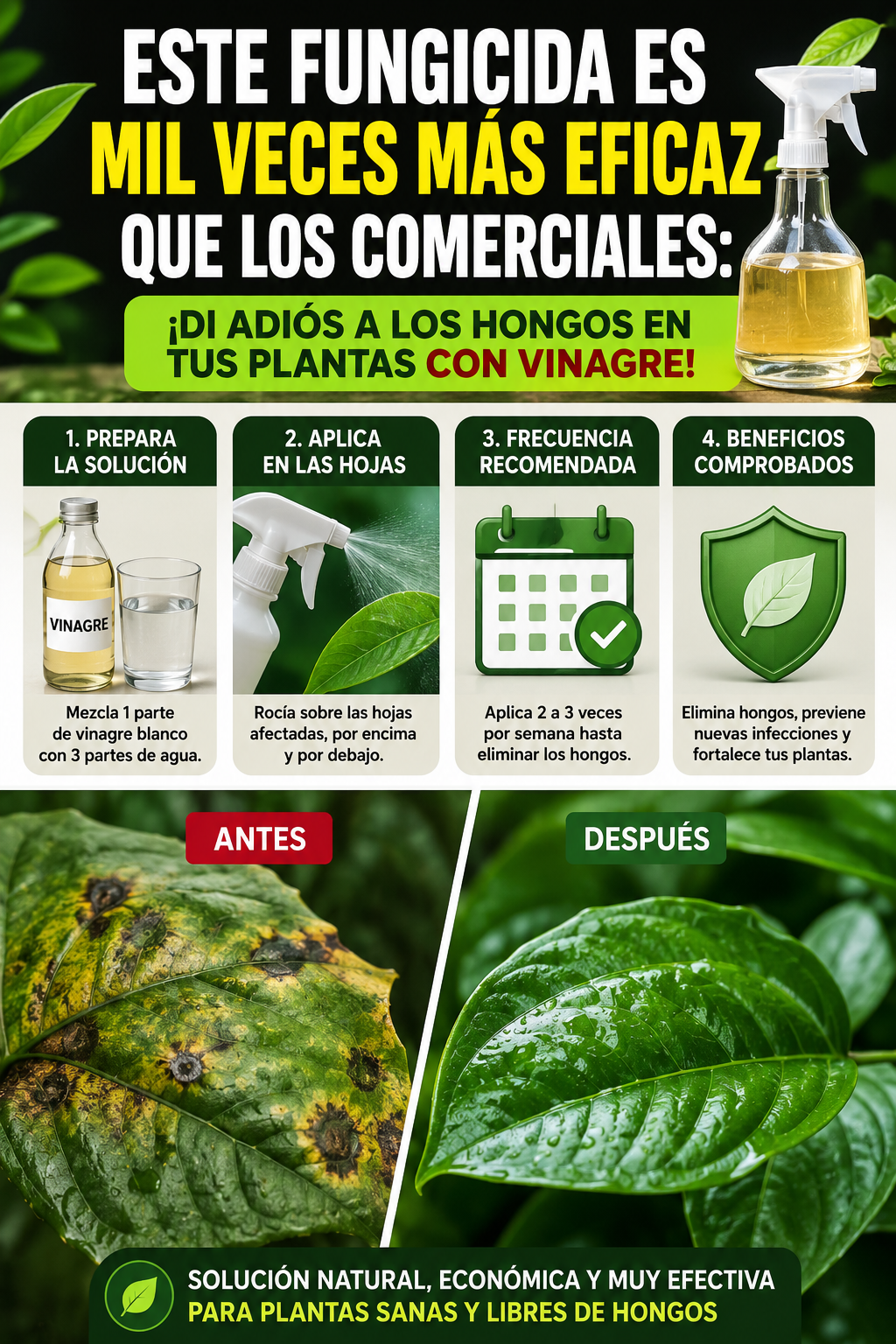 Este fungicida es mil veces más eficaz que los comerciales: ¡di adiós a los hongos en tus plantas con vinagre!