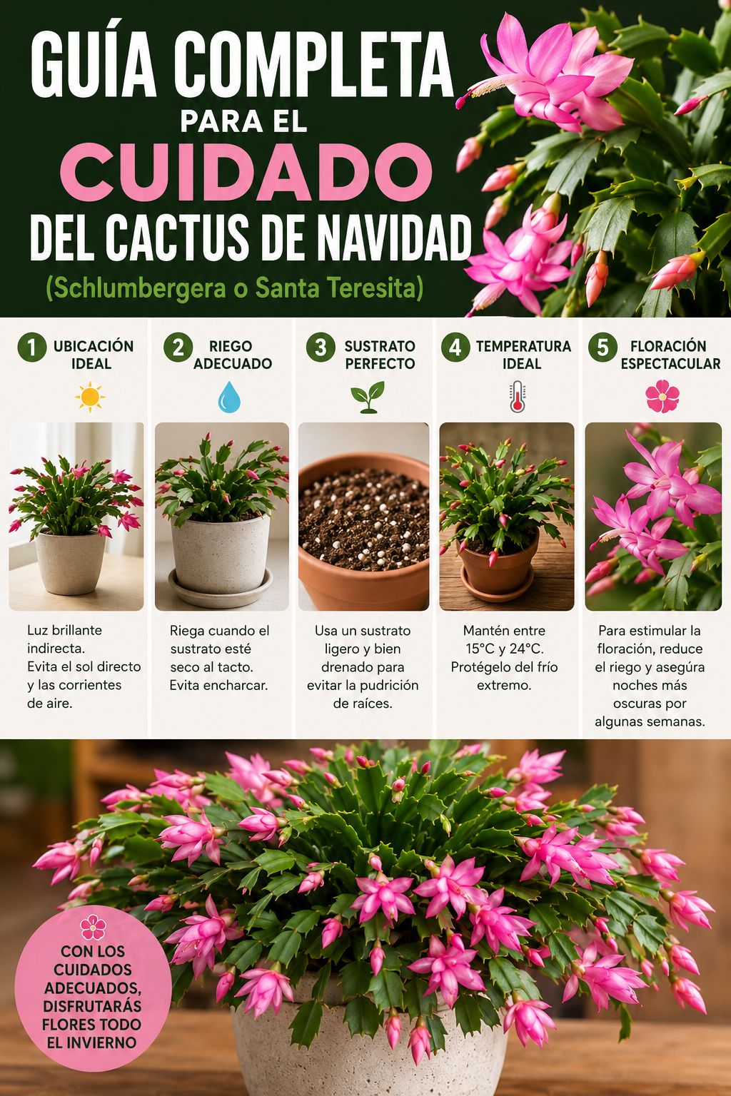 Guía completa para el cuidado del cactus de Navidad (Schlumbergera o Santa Teresita)