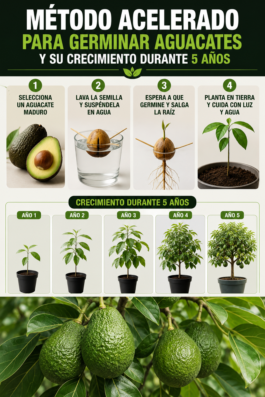Método acelerado para germinar aguacates y su crecimiento durante 5 años