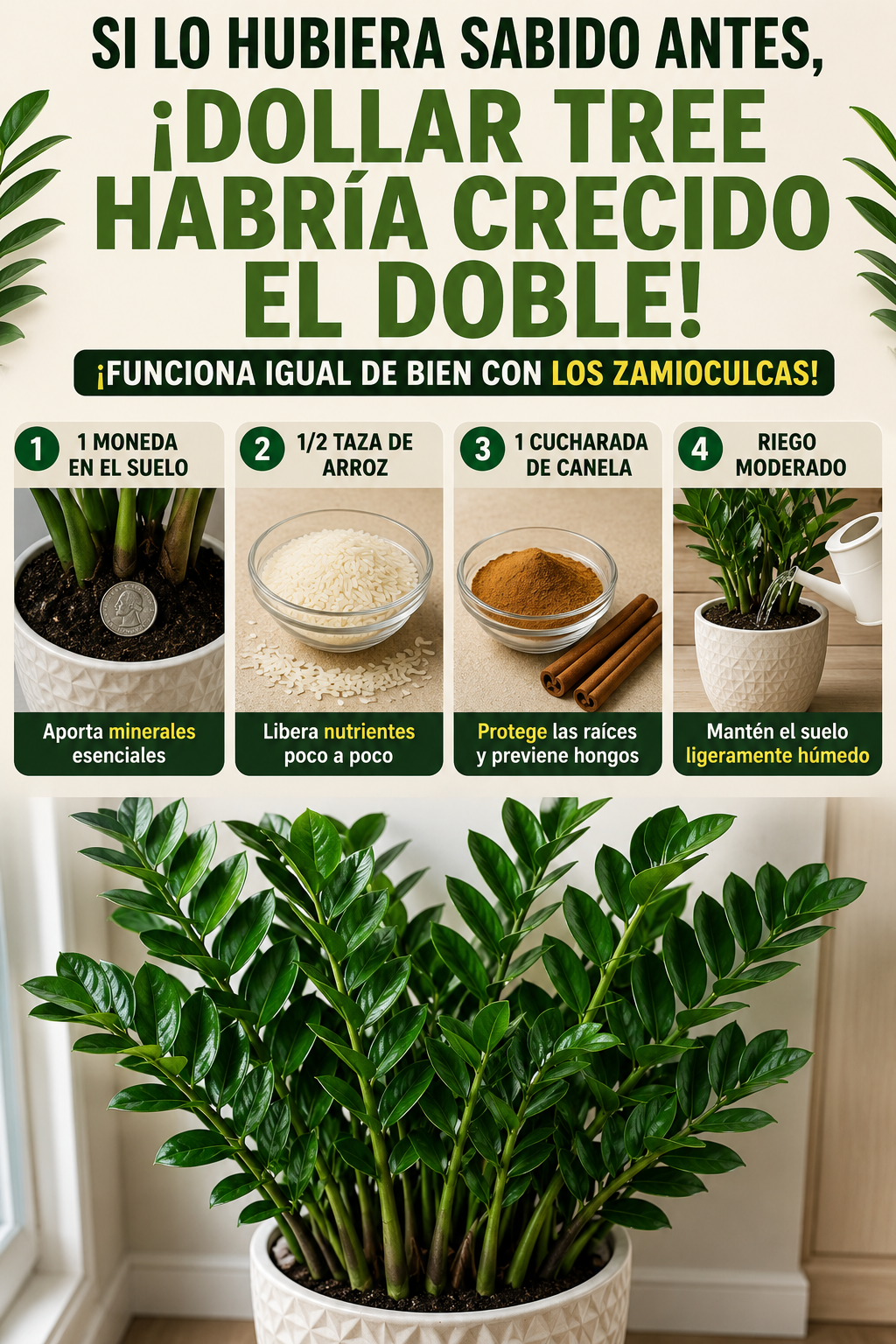 Si lo hubiera sabido antes, ¡Dollar Tree habría crecido el doble! ¡Funciona igual de bien con los zamioculcas!