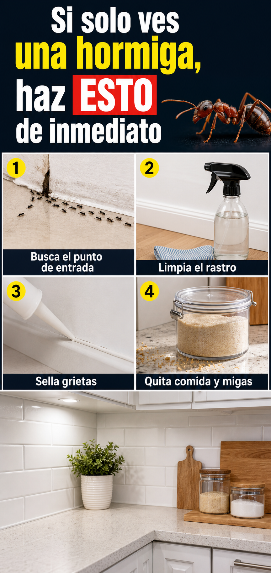 Si solo ves una hormiga, haz ESTO de inmediato