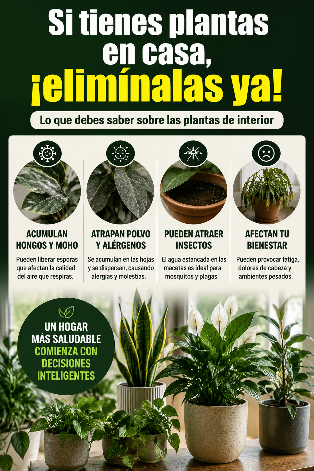 Si tienes plantas en casa, ¡elimínalas ya! Lo que debes saber sobre las plantas de interior