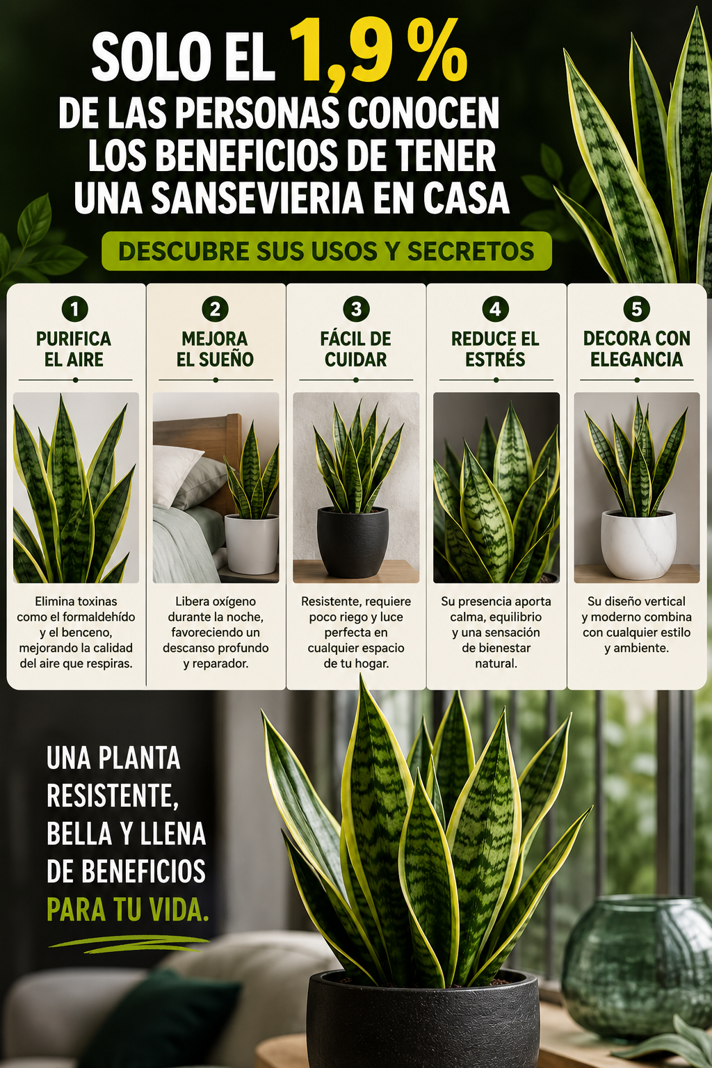 Solo el 1,9 % de las personas conocen los beneficios de tener una sansevieria en casa — Descubre sus usos y secretos