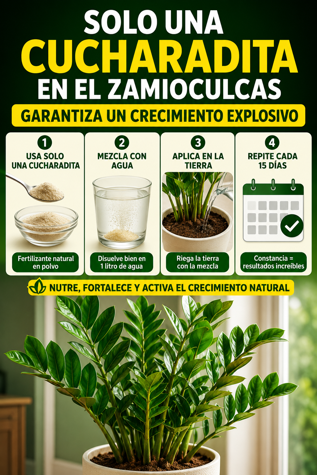Solo una cucharadita en el zamioculcas garantiza un crecimiento explosivo