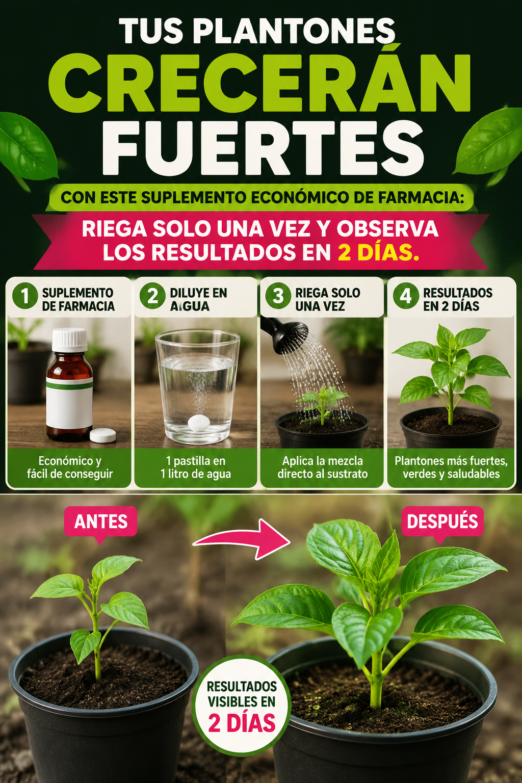 Tus plantones crecerán fuertes con este suplemento económico de farmacia: riega solo una vez y observa los resultados en 2 días.