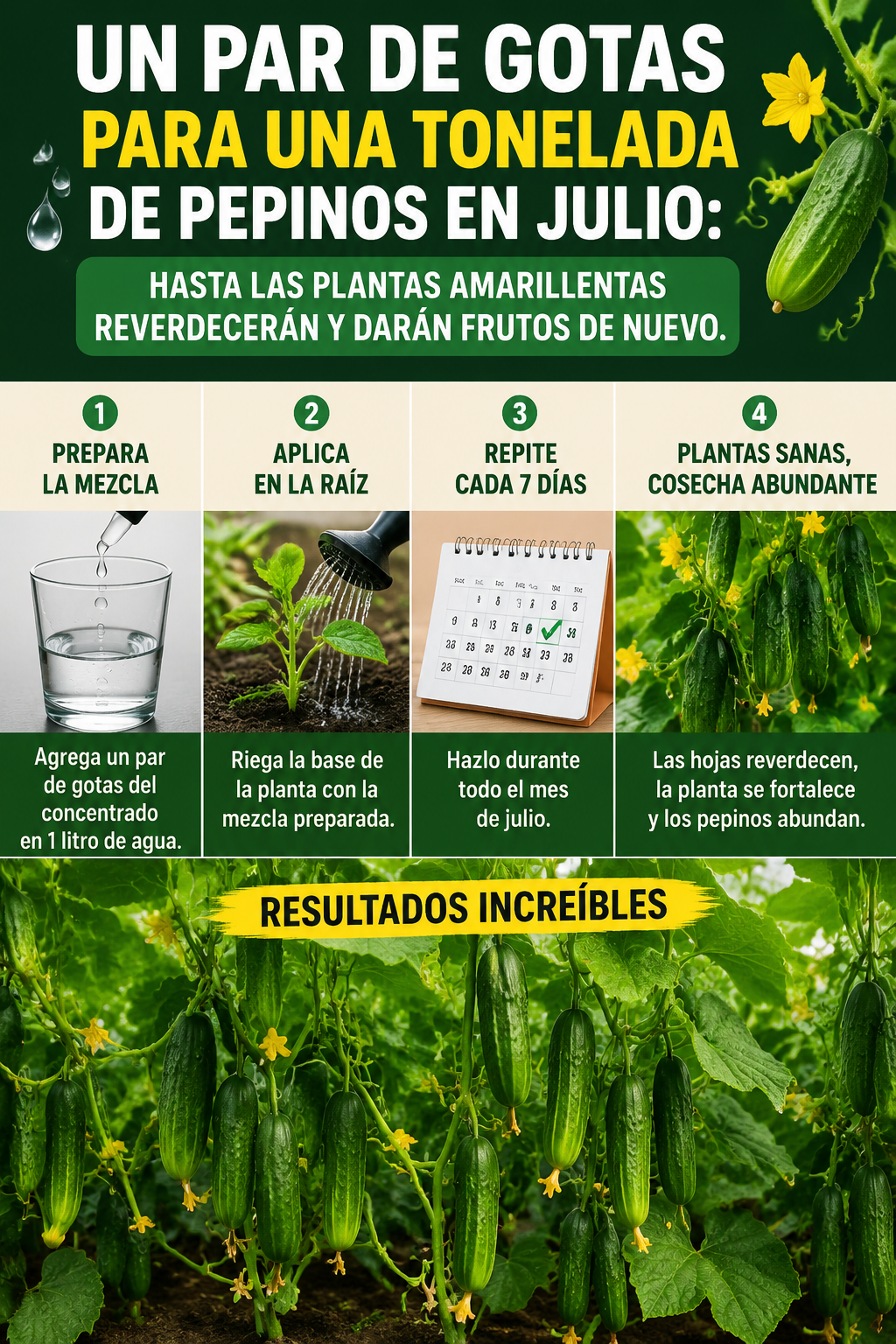 Un par de gotas para una tonelada de pepinos en julio: hasta las plantas amarillentas reverdecerán y darán frutos de nuevo.