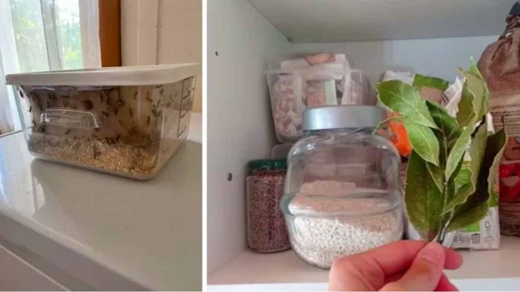4 soluciones para acabar con las polillas de la despensa