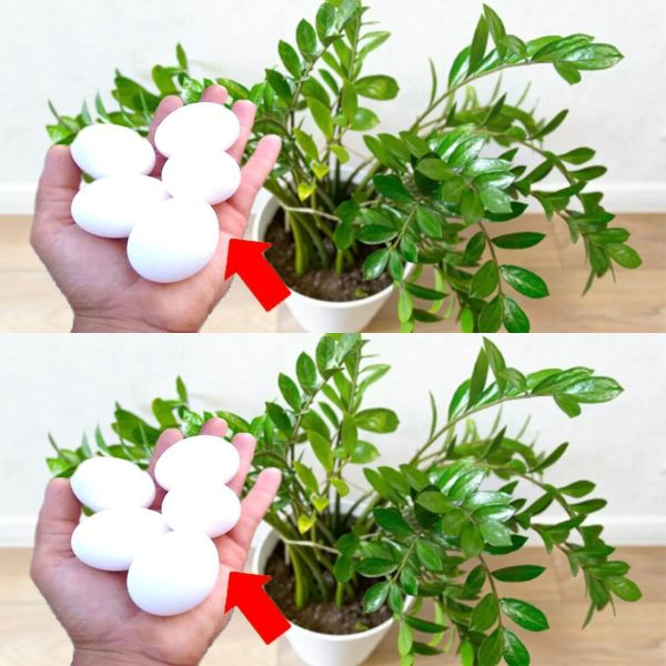 Abono natural gratuito para plantas: saludable y hermoso por años