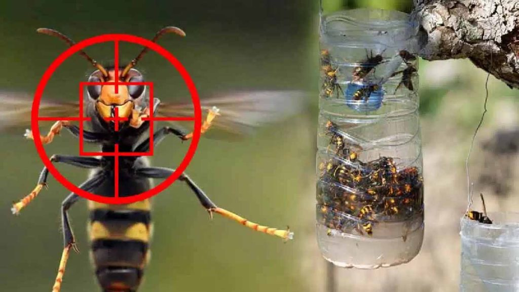 Adiós avispones asiáticos: revelado el secreto de los apicultores