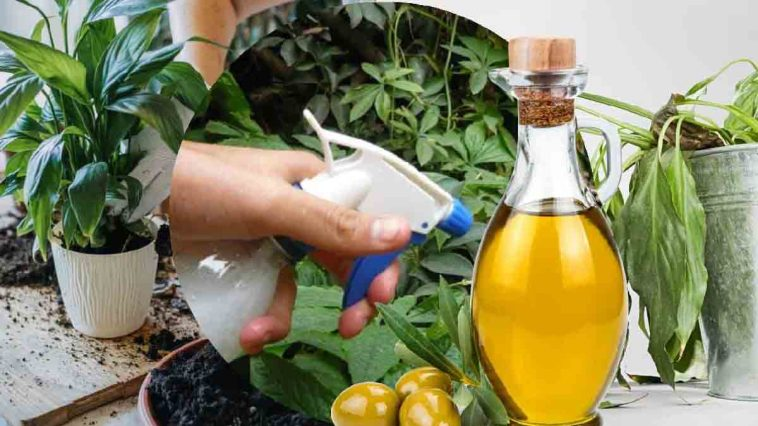 Agrega aceite al suelo de las plantas: tu jardín te lo agradecerá