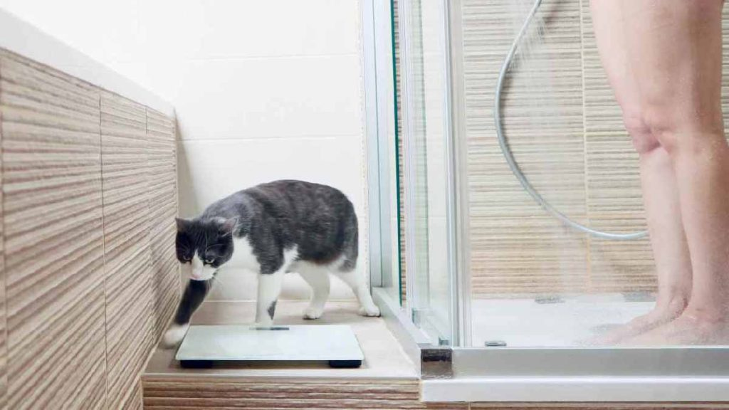 Alerta si el gato te sigue al baño: la razón te dejará sin palabras