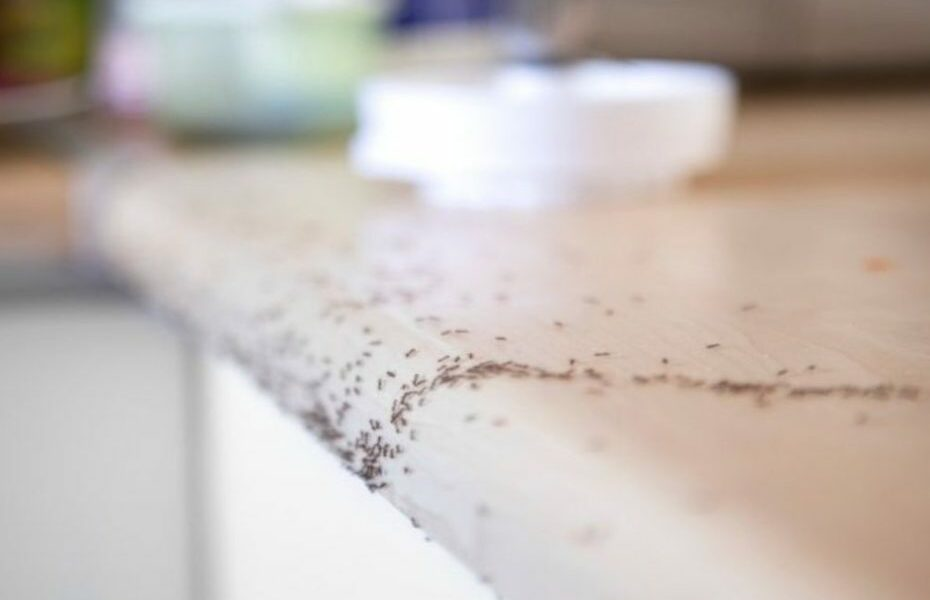 Así es como deshacerte de las hormigas en casa sin exterminarlas