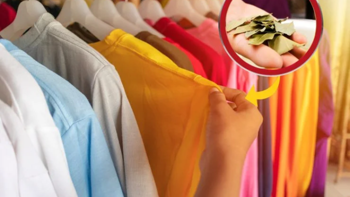 Camisetas coloridas: con el truco de las hojas, mis camisetas nunca se desteñen. ¡Así es como lo hago!