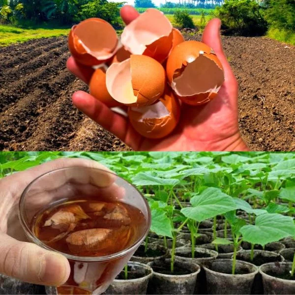 Cómo crear un huerto desde cero, desde la preparación del terreno hasta la plantación