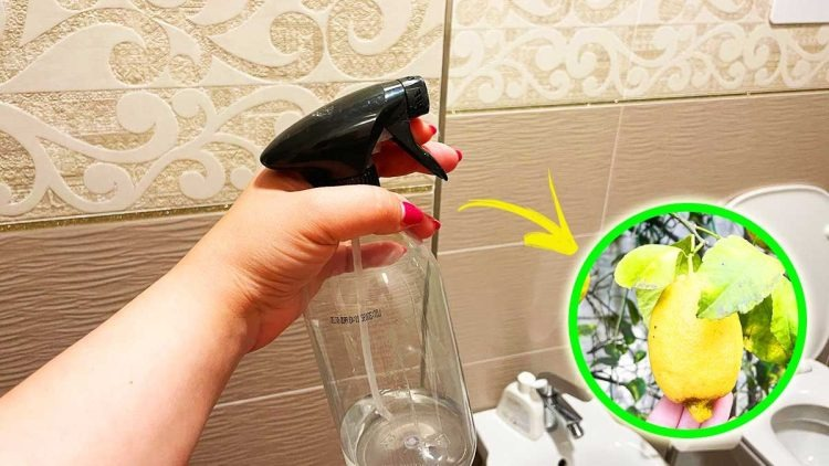 Cómo perfumar naturalmente el baño con menta y limón