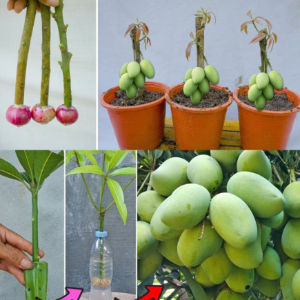 Cómo plantar una semilla de mango y cultivarla con éxito en una maceta