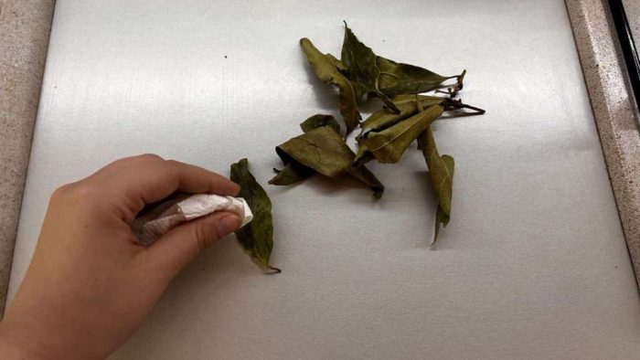 Con 3 hojas de esta planta perfumada mantendrás los insectos fuera de tu casa
